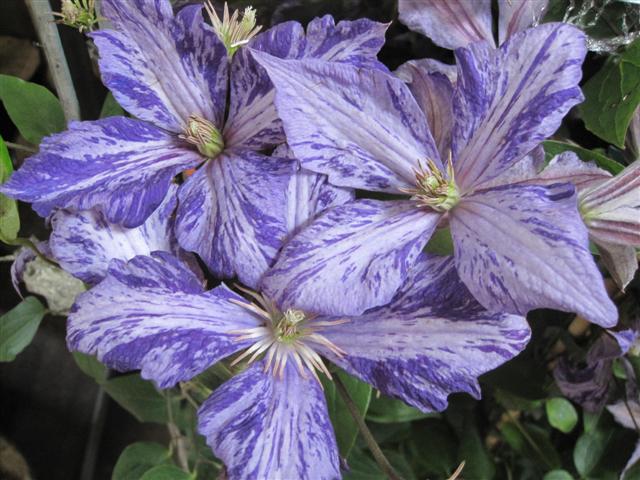 Clematis jackmanii 'Tie Dye'